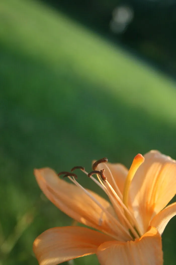 Orange Lily