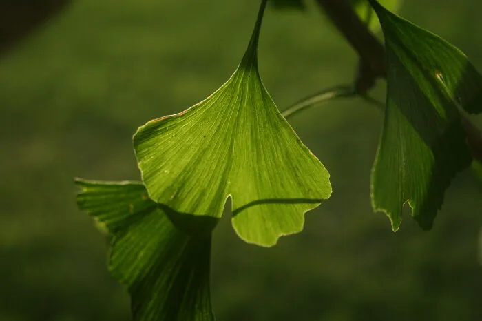 Leaves