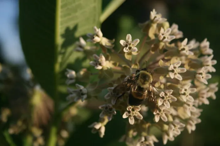 Bumblebee