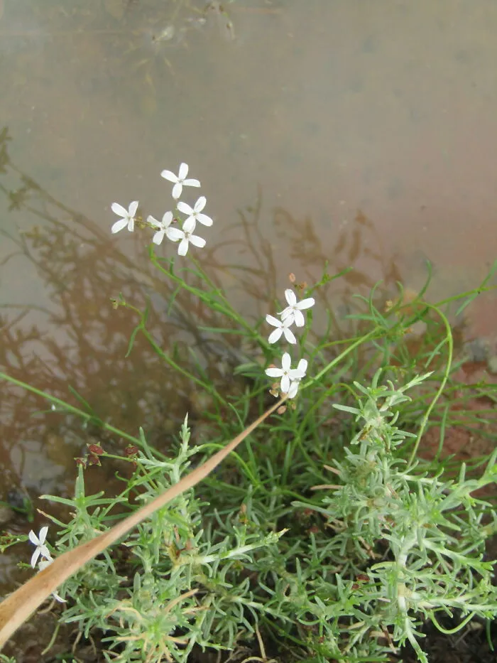 Wild Flowers Near The Dam