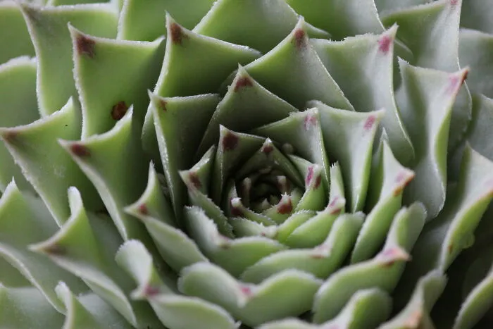 My Succulent