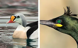 Birds Of The Arctic: Exotic Birds And Seabirds I Captured On My Trip To The Arctic Ocean (30 Pics)