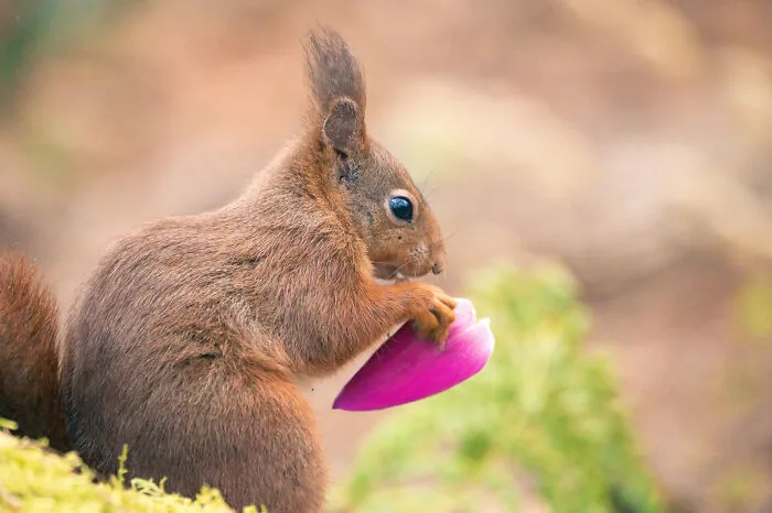 My 19 Photographs Featuring Squirrels And Birds Interacting With Flowers