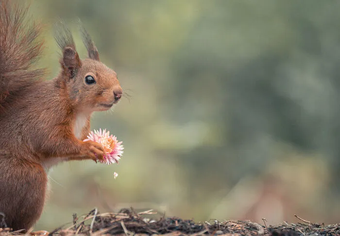 My 19 Photographs Featuring Squirrels And Birds Interacting With Flowers
