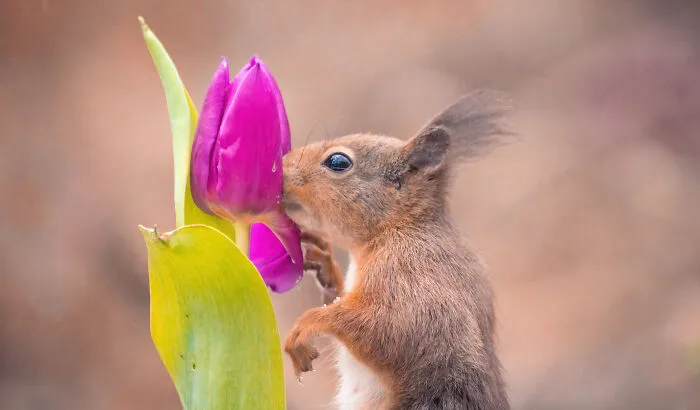 My 19 Photographs Featuring Squirrels And Birds Interacting With Flowers