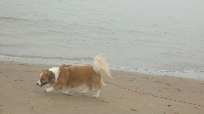 A Foggy Day At The Beach With My Dog!