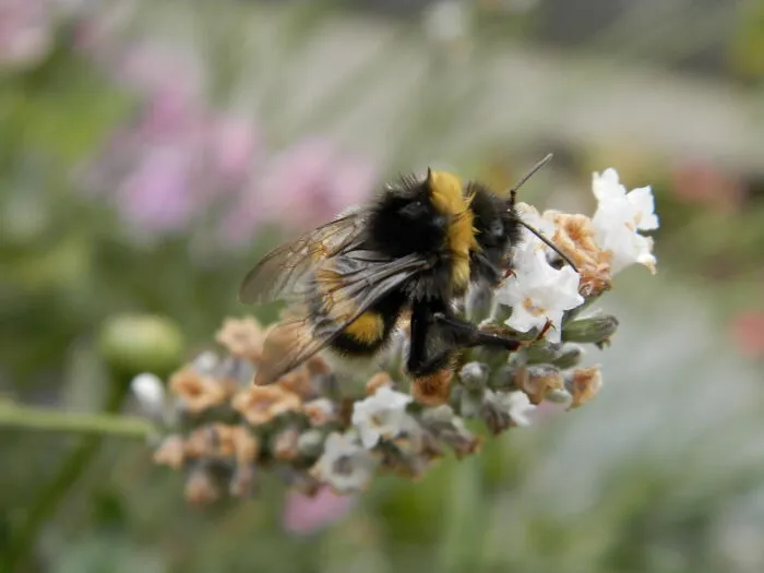 (White) Lavender With Lots And Lots Of Bumblebees!