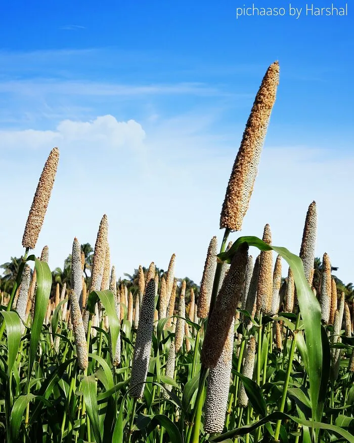 Grain Shoot