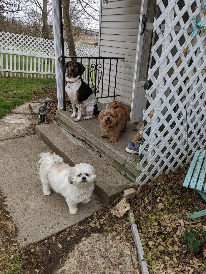 I Like To Hang Out At Home With The Pups