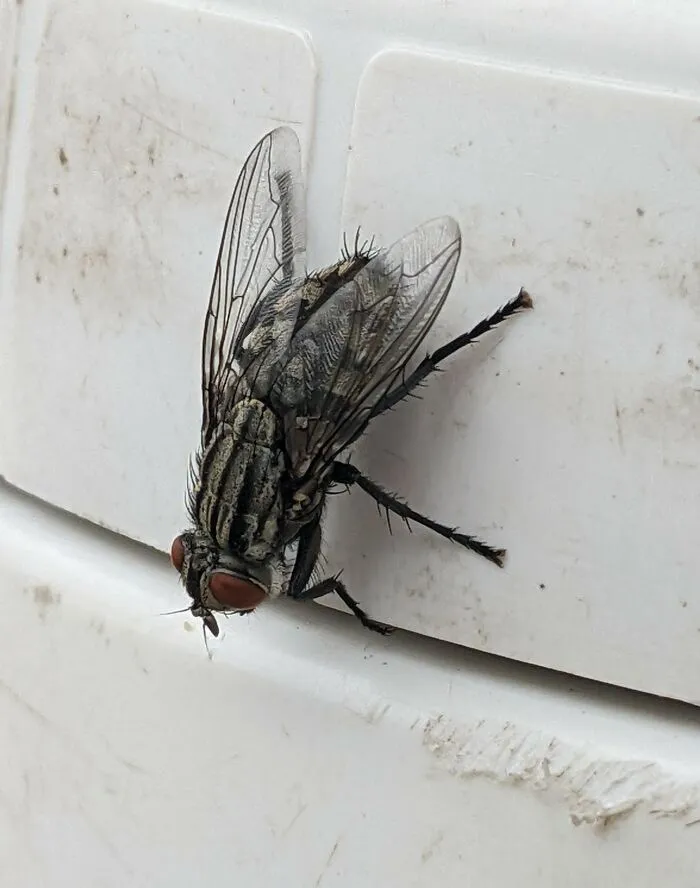 This Fly On My Freinds Water Bottle :)