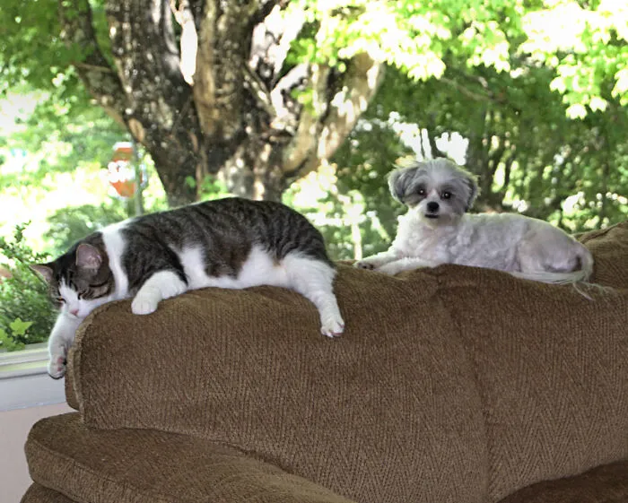 Staying Cool On The Couch