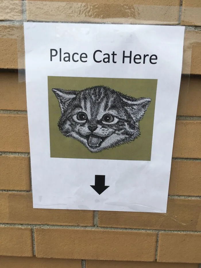 Where Do I Put The Cat?