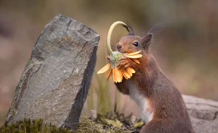 My 19 Photographs Featuring Squirrels And Birds Interacting With Flowers