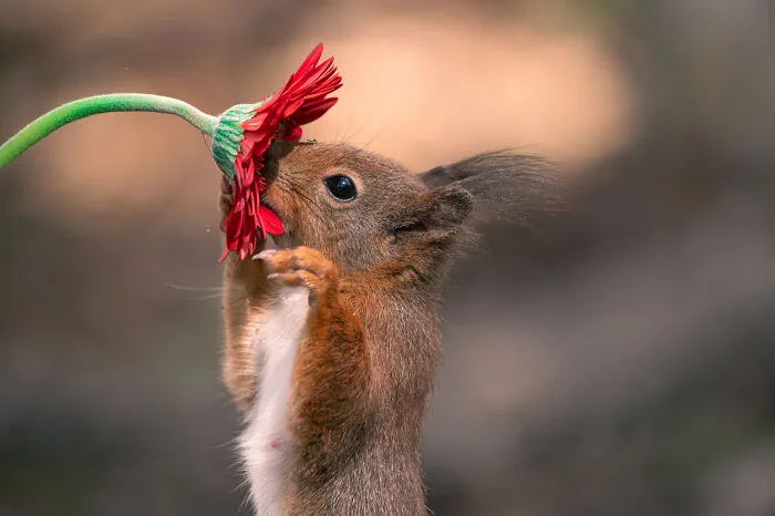 My 19 Photographs Featuring Squirrels And Birds Interacting With Flowers