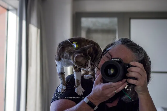 Cats And Cameras!