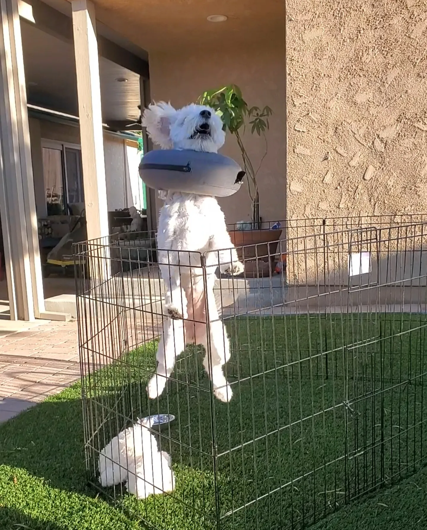 Jumping For Joy