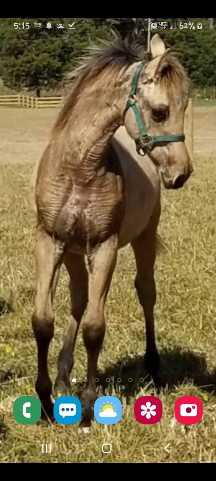 One Of My Colts From Couple Yrs Ago. He Was So Photogenic!