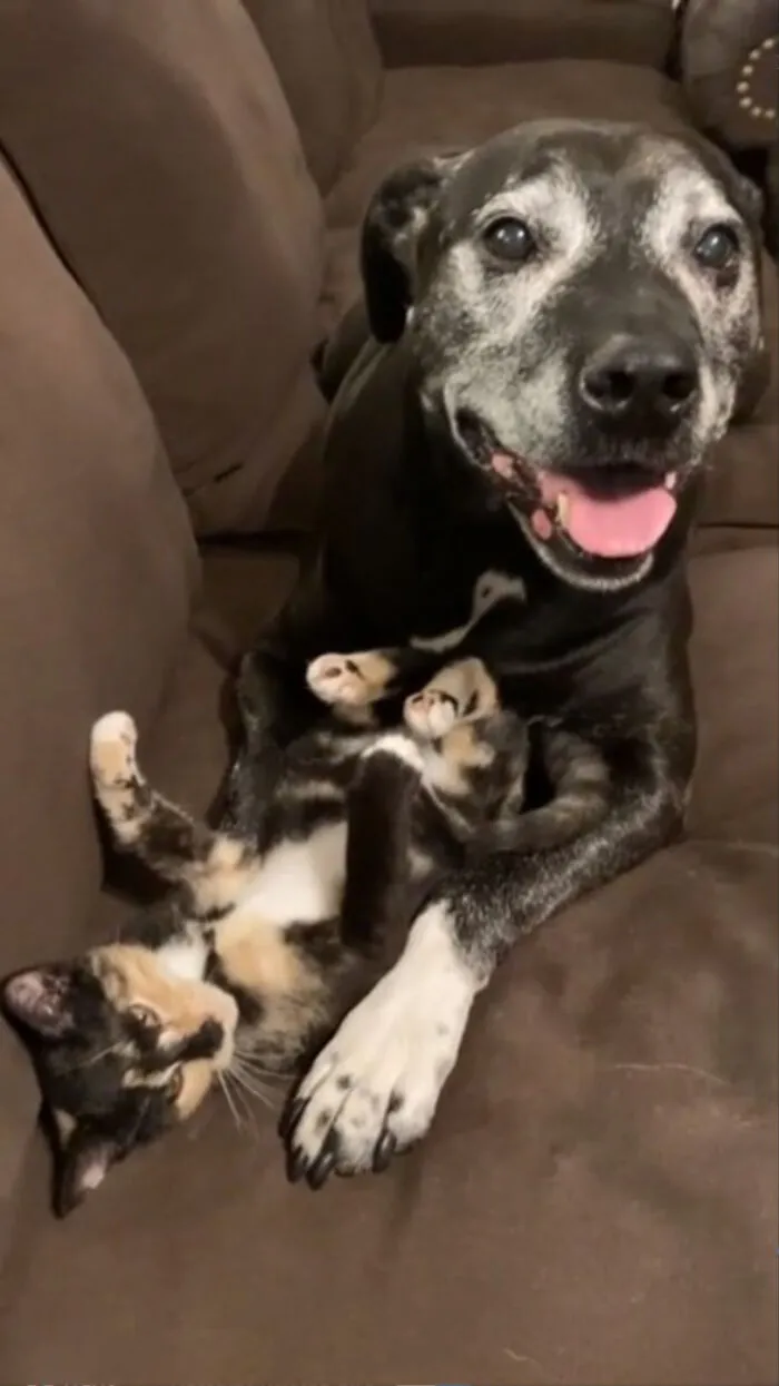 He Thinks That This Adopted Kitten Is Just For Him.