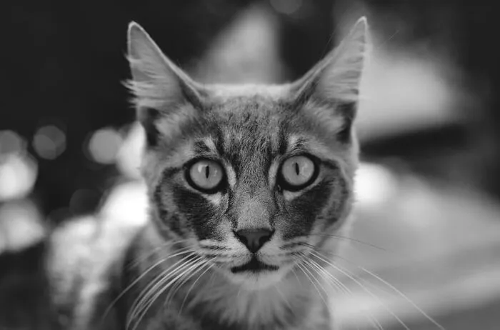 I Took 18 Photos Of Stray Cats Living In Limassol, Cyprus (New Pics)