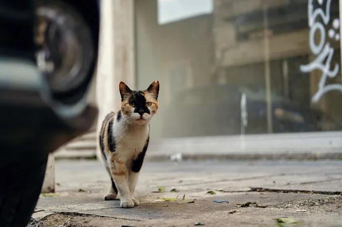 I Took 18 Photos Of Stray Cats Living In Limassol, Cyprus (New Pics)