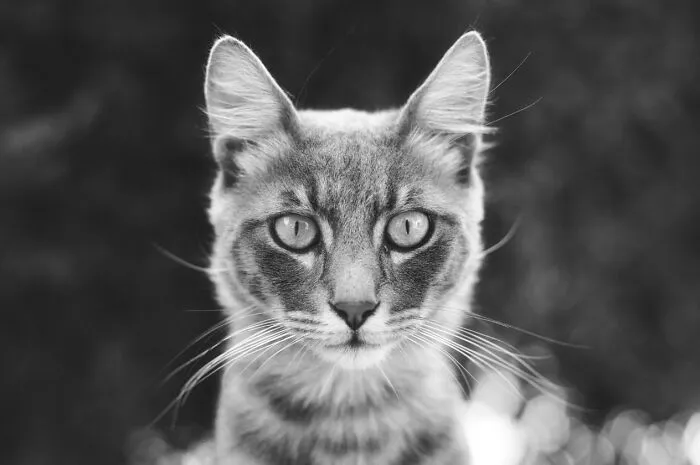 I Took 18 Photos Of Stray Cats Living In Limassol, Cyprus (New Pics)
