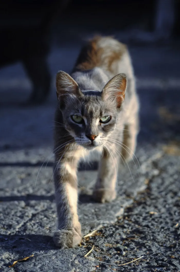 I Took 18 Photos Of Stray Cats Living In Limassol, Cyprus (New Pics)