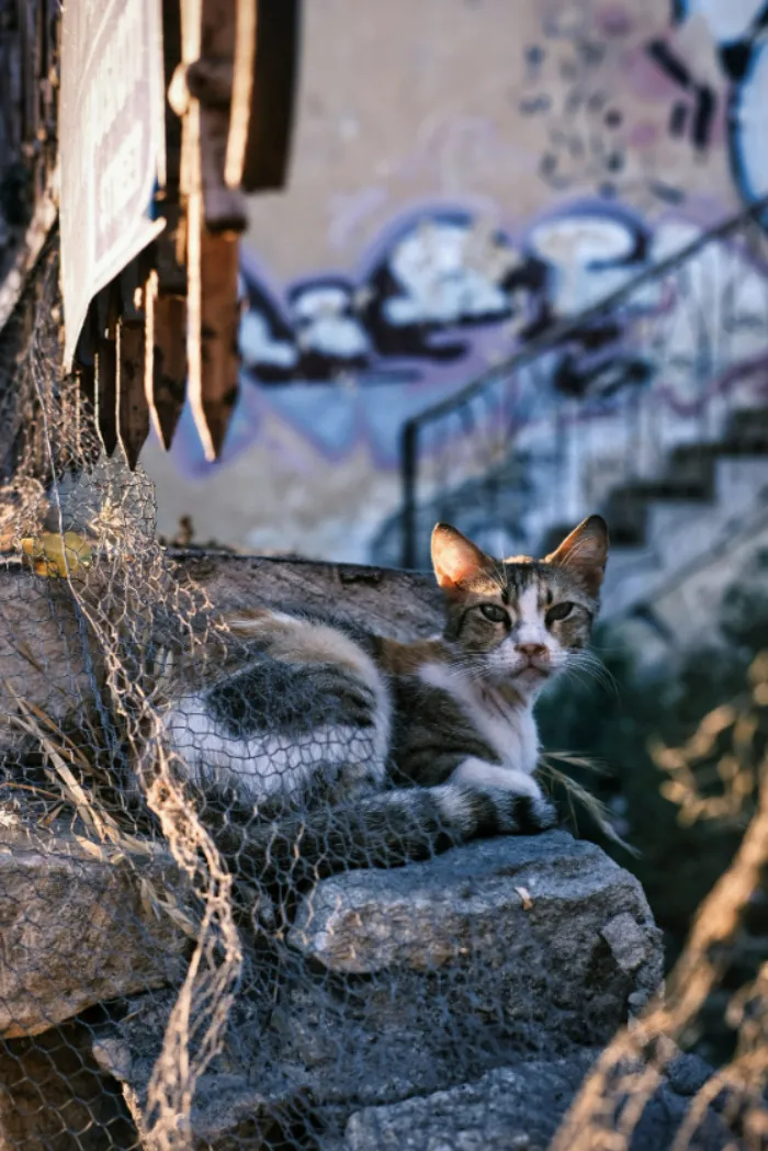 I Took 18 Photos Of Stray Cats Living In Limassol, Cyprus (New Pics)