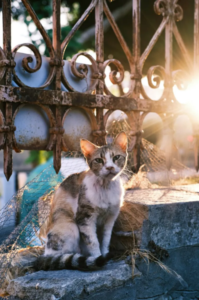I Took 18 Photos Of Stray Cats Living In Limassol, Cyprus (New Pics)