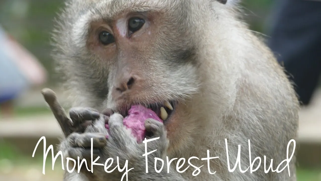 Monkey Forest Ubud - The Sanctuary Of Balinese Long Tailed Monkey