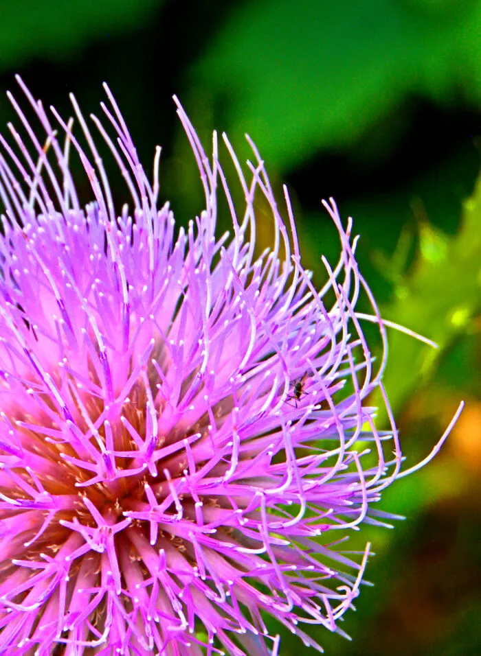 Thistle Visitor