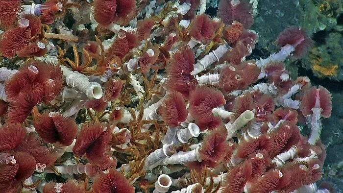 Hydrothermal Vents Are Home To Crustaceans And Worms