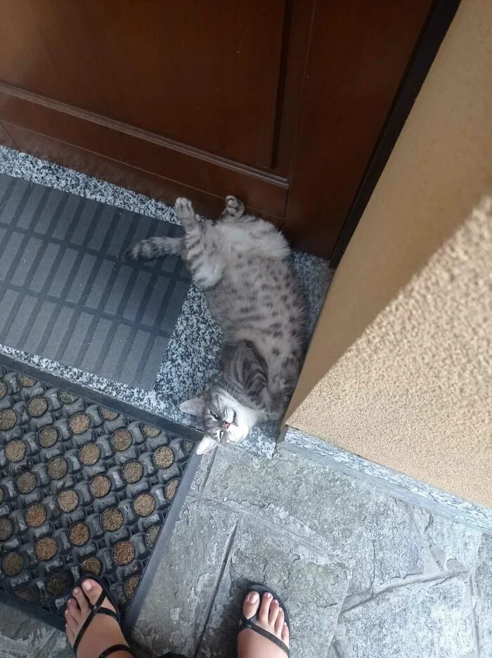He Was Annoyed I Had To Get Into The House, Disturbing His Beauty Nap