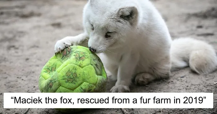 You Can Help End The Suffering Of Millions Of Animals In The European Union By Signing This Petition
