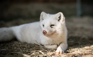 You Can Help End The Suffering Of Millions Of Animals In The European Union By Signing This Petition