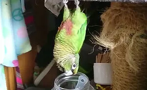 Hey Pandas, Please Post An Image Of How Funny Your Pet Bird Is (Closed)
