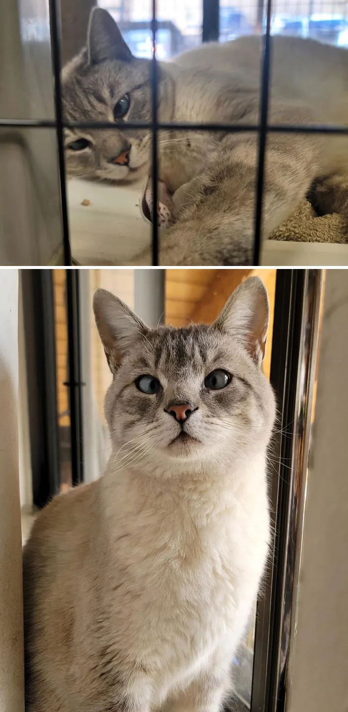Newest Addition To Our Little Fur Family... My Beautiful Cross Eyed Girl Asira