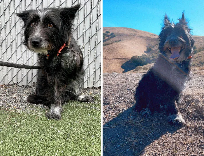 I Adopted This Terrified Shaggy Dog A Week After She Had Her Leg Amputated In April 2021