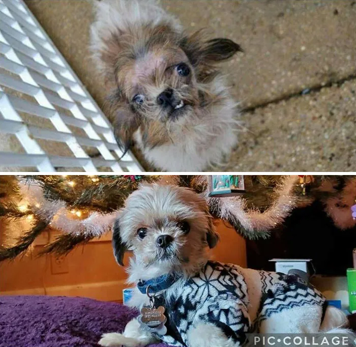 Siempre es difícil creer que estos dos cachorros sean el mismo perro. Lo que pueden hacer unos años y mucho amor