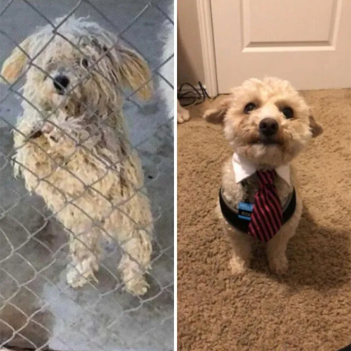 El perro de mi hermano, Ricky, antes y después de la adopción. ¡Se asea muy bien!
