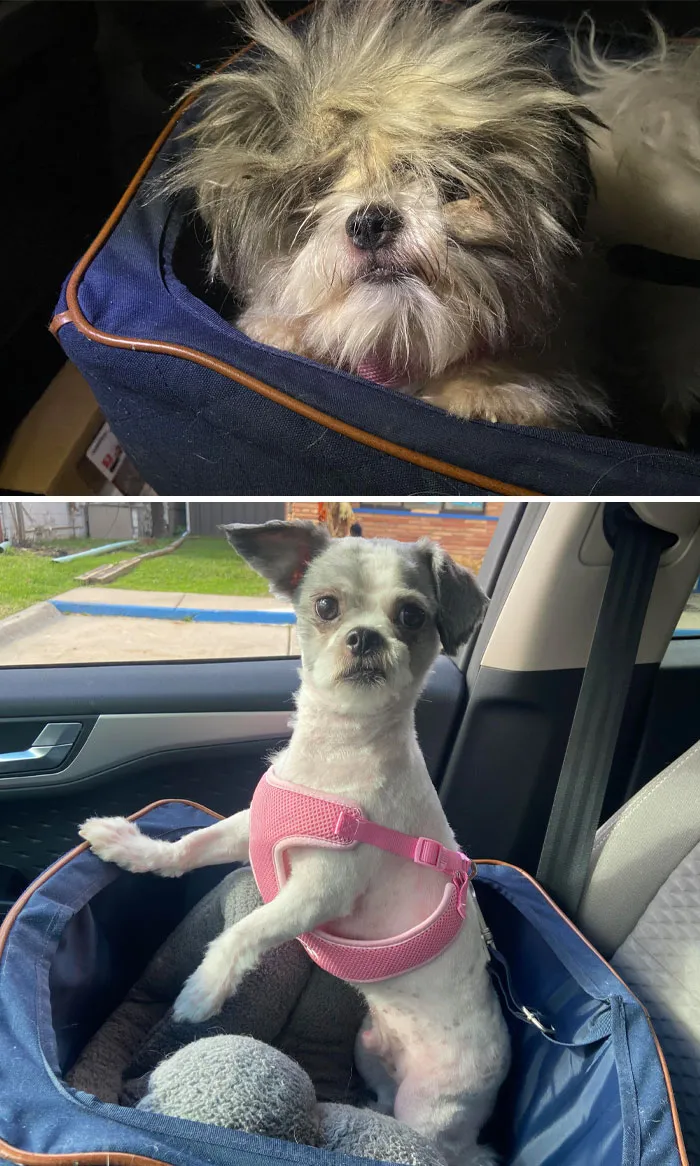 King Louie Was Surrendered On Saturday After A Year Of No Grooming. Very Nice Glow Up Since Being In Our Home