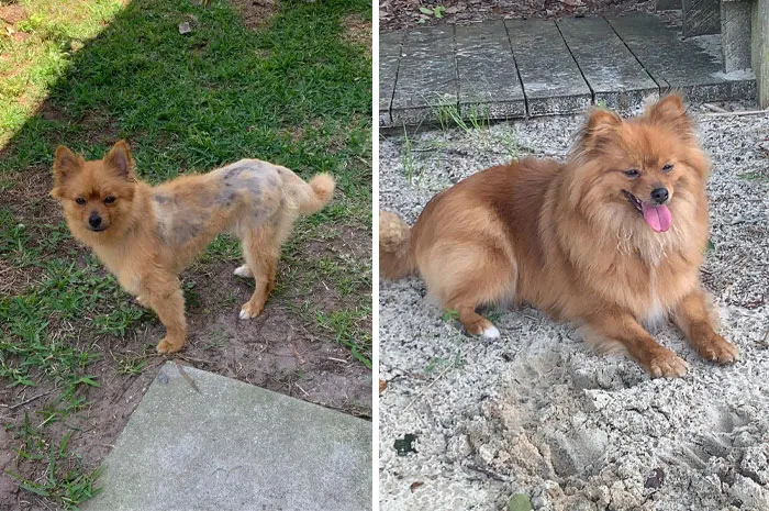 This Is Rosie Before And After Adoption. She Turned Out To Be A Majestic Beauty