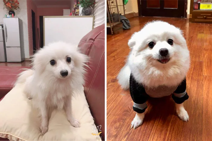 Before And After 2 Years Of Being Rescued