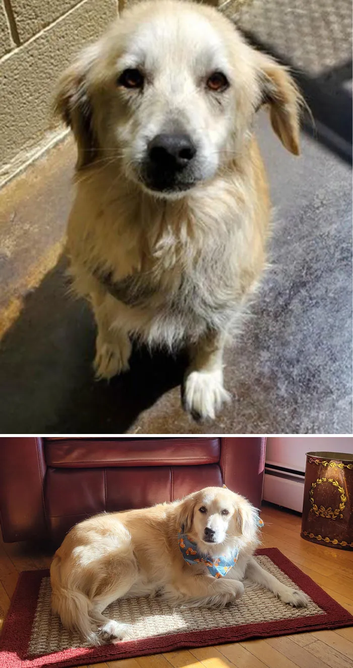 Our Senior Girl 6 Months Into Her Retirement