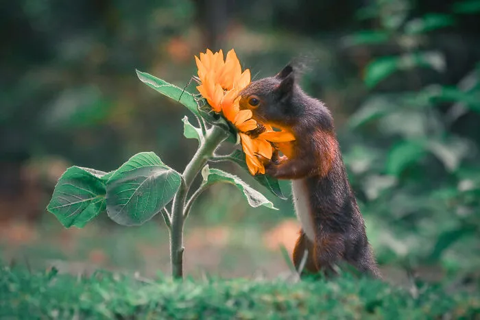 My 19 Photographs Featuring Squirrels And Birds Interacting With Flowers