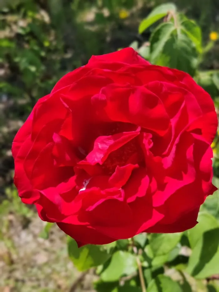 My Lovely Roses