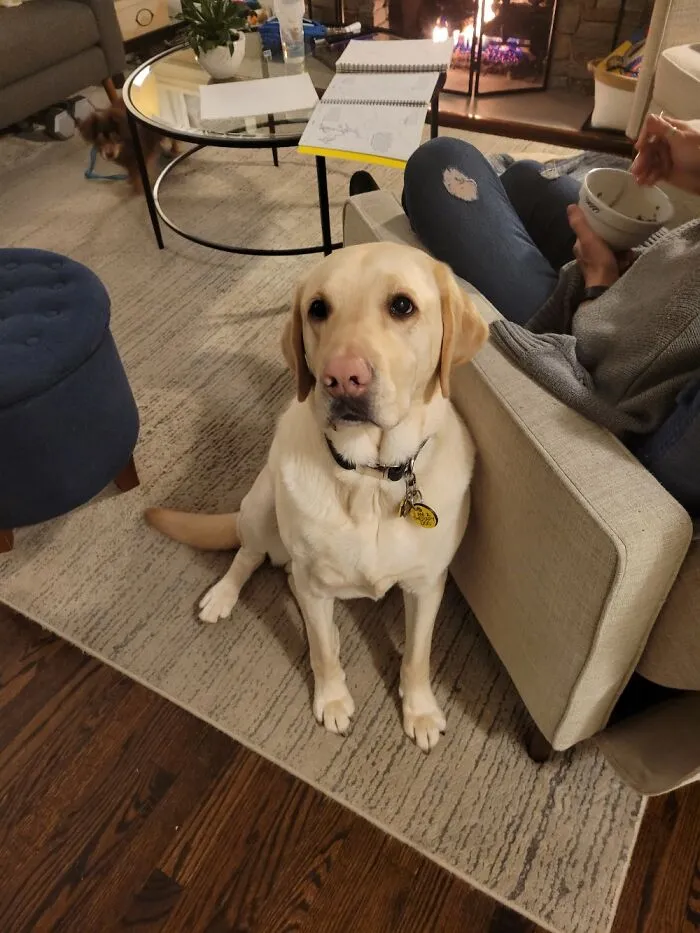 This Is My Dog Zeke. He Is Everything To Me, I Wouldnt Be Here Without Him.