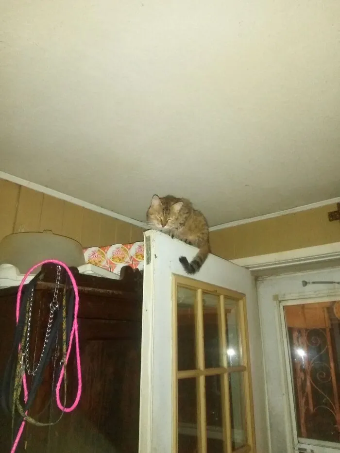 My Fluffy Gargoyle