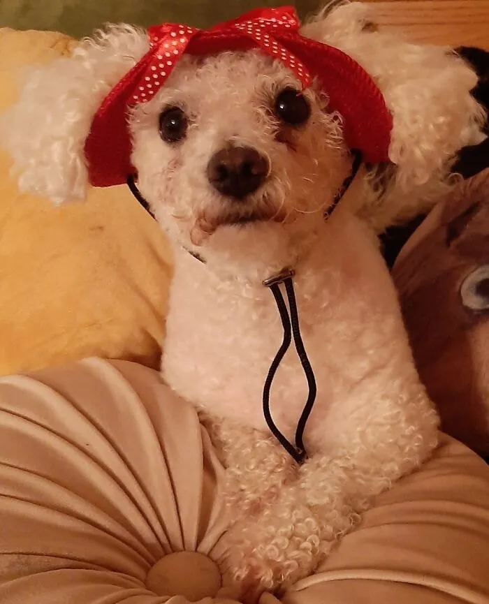 My Dog