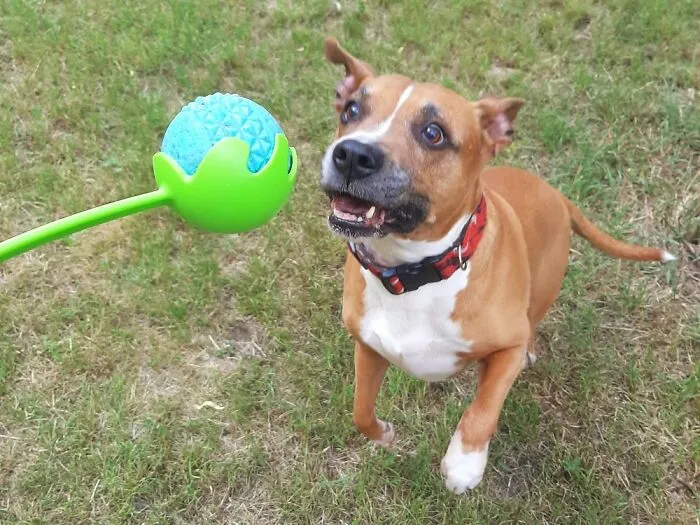My Beautiful Rescue Boy
