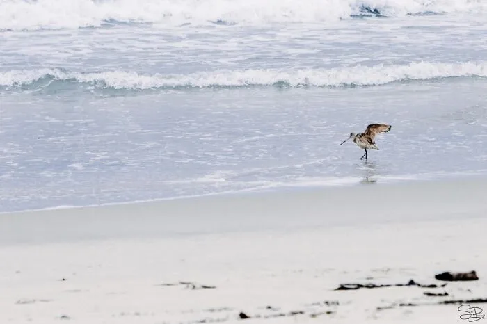 It's Simple, But Still One Of My Fave Beach Shots